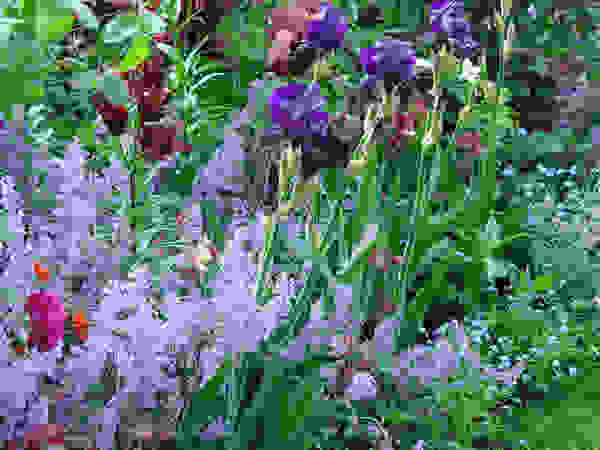 Anna Paghera s.r.l. - Green Design Garden Plants & flowers