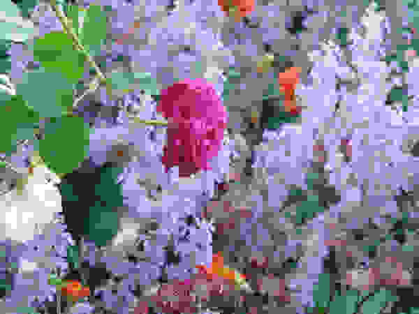 Anna Paghera s.r.l. - Green Design Garden Plants & flowers