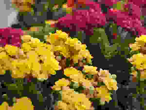 DESIGNER GALAXY Modern Garden