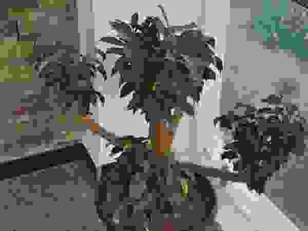 DESIGNER GALAXY Modern Garden