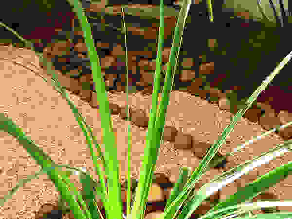 Zen Ambient