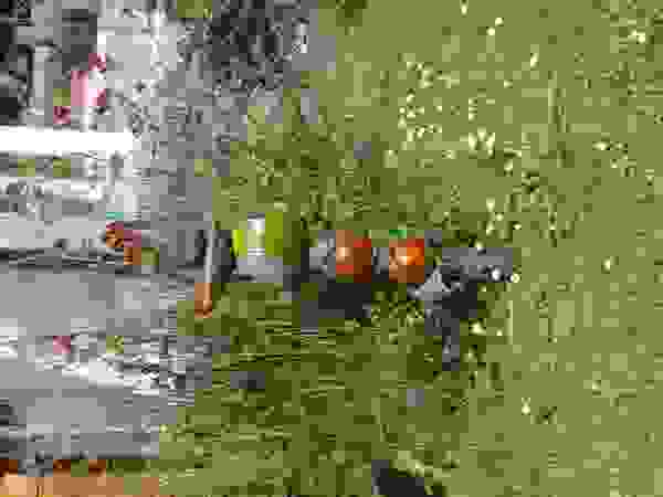 Dekoration rote_libelle Сад