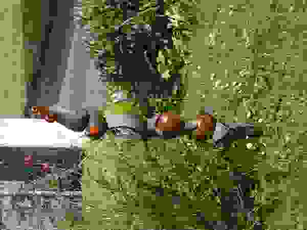 Dekoration rote_libelle Сад
