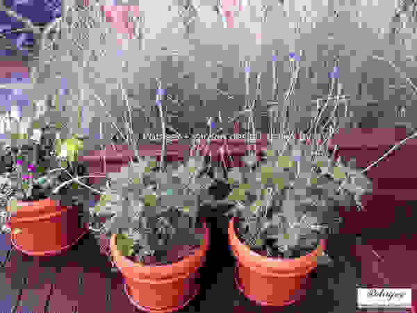 Potager Klassieke balkons, veranda's en terrassen Paars / Violet
