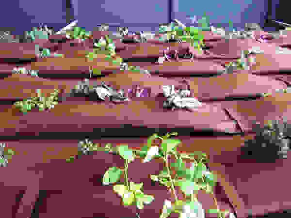 Aida Lopez Paisajista Interior landscaping