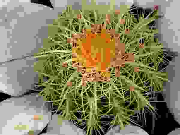 CONCEPTUELLES PAYSAGE ET DECORATION Modern Garden