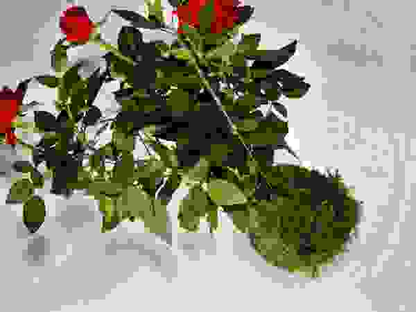 Aida Lopez Paisajista Balconies, verandas & terraces Plants & flowers