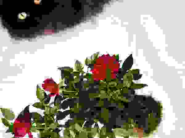 Aida Lopez Paisajista Balconies, verandas & terraces Plants & flowers