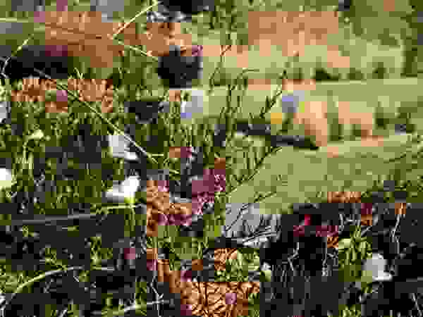 CONCEPTUELLES PAYSAGE ET DECORATION Modern Garden
