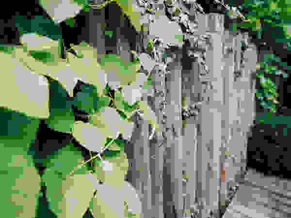 De Rooy Hoveniers Modern garden