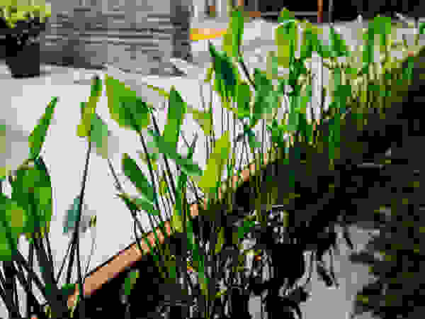 De Rooy Hoveniers Modern garden