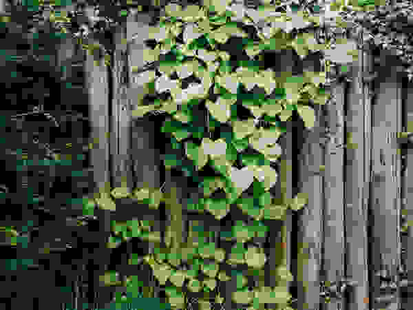 De Rooy Hoveniers Modern garden