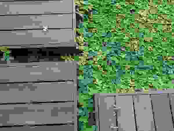 Verde Lavanda Палісадник Дерево Зелений