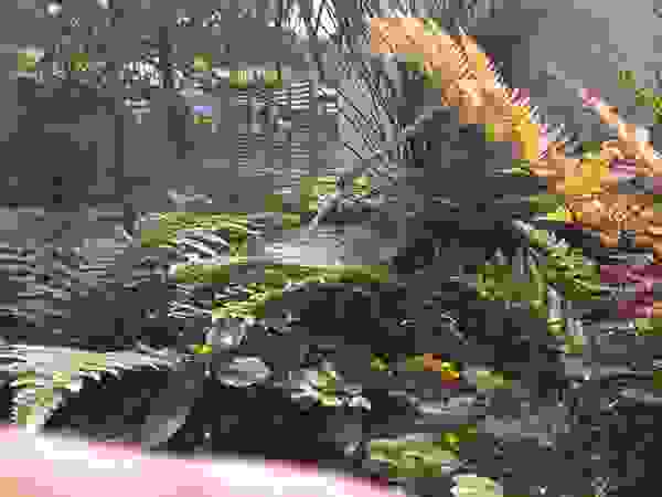 Jardines Japoneses -- Estudio de Paisajismo Zen garden