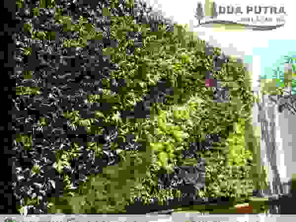 Dua Putra Landscape Modern Garden