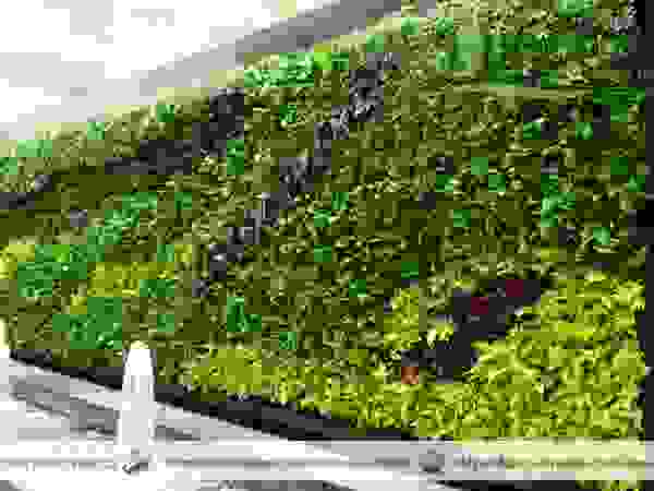 Dua Putra Landscape Modern Garden