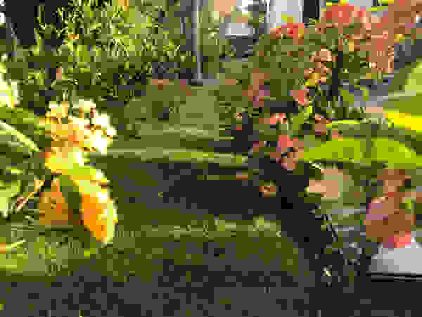 Productores de plantas Concepto Verde Сад