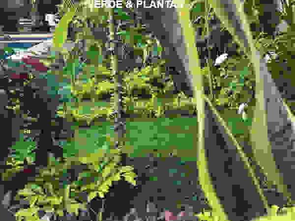 Productores de plantas Concepto Verde Сад