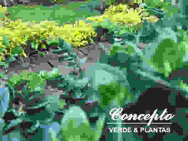 Productores de plantas Concepto Verde Сад
