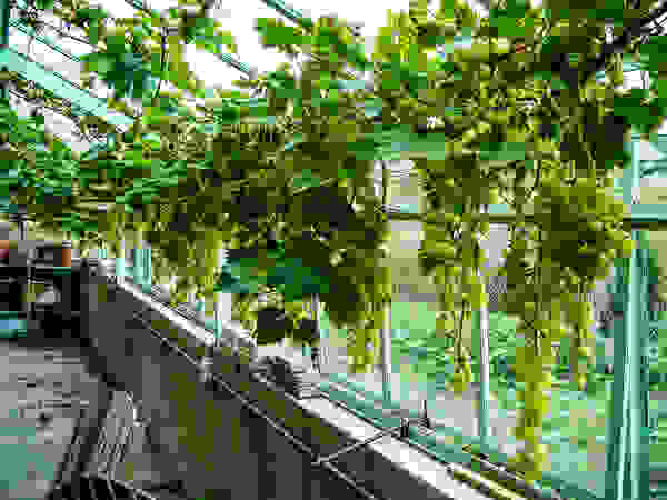groenpartners Garden Greenhouses & pavilions
