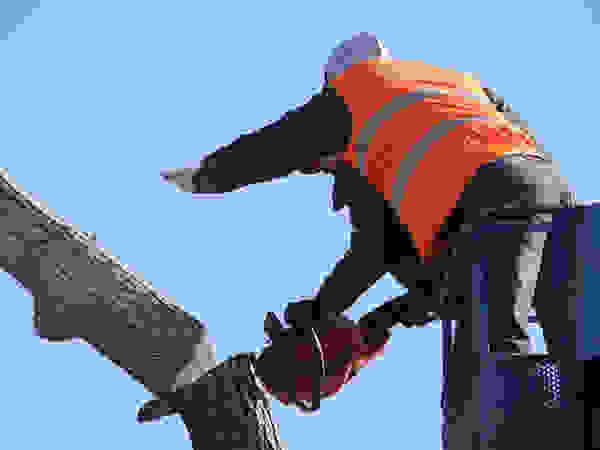 Tree Service Stamford