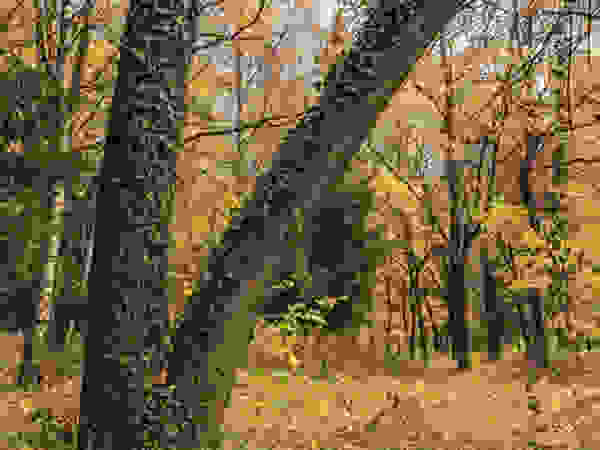 Tree Service Stamford