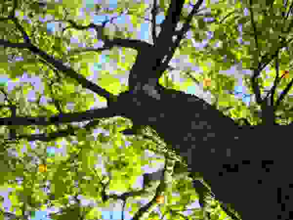 Tree Service Stamford