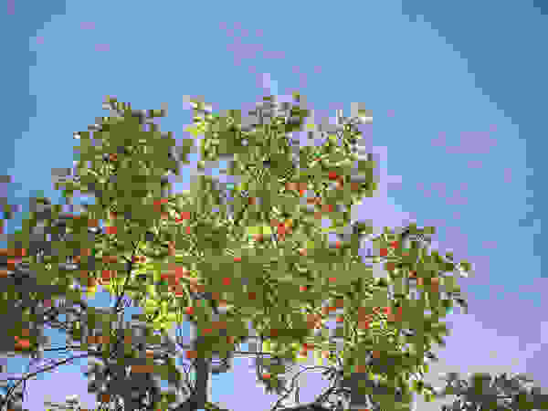 Tree Service Stamford