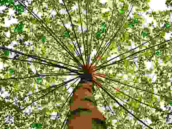 Tree Service Stamford