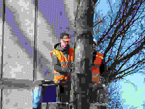 Tree Service Stamford