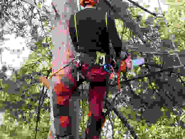 Tree Service Stamford