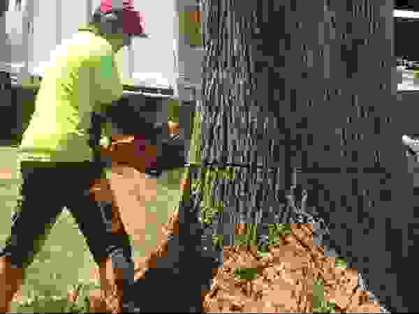 Tree Service Stamford
