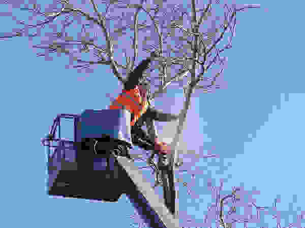 Tree Service Stamford