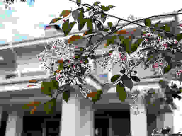 ARCADIA GARDEN Landscape Studio