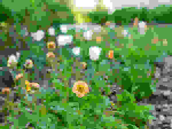 ARCADIA GARDEN Landscape Studio