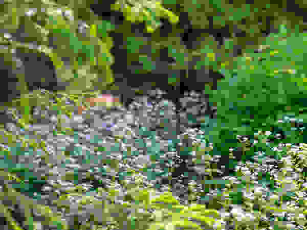 ARCADIA GARDEN Landscape Studio