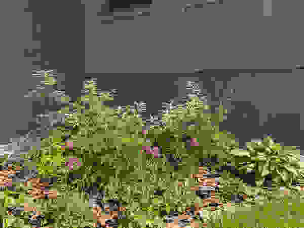 ARCADIA GARDEN Landscape Studio