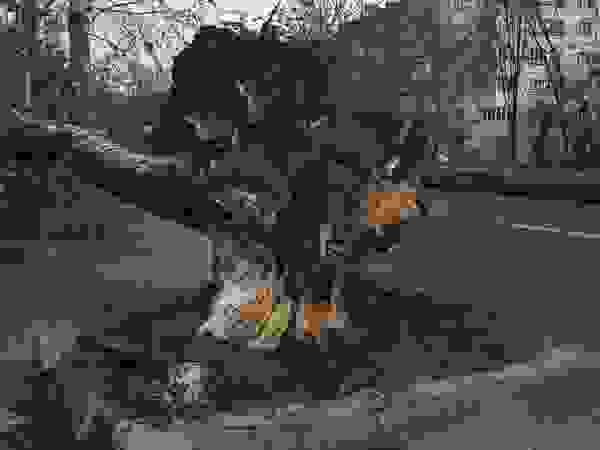 Albby Tree Service