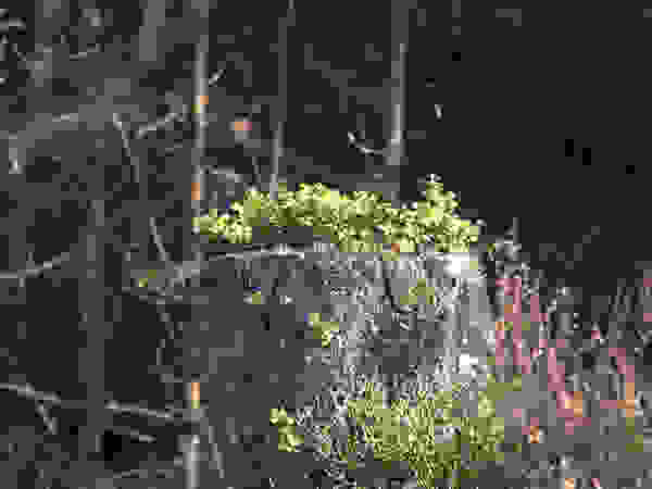 Albby Tree Service