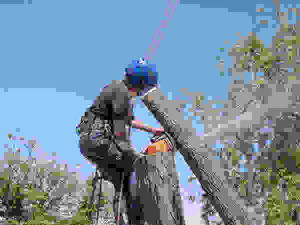 Albby Tree Service
