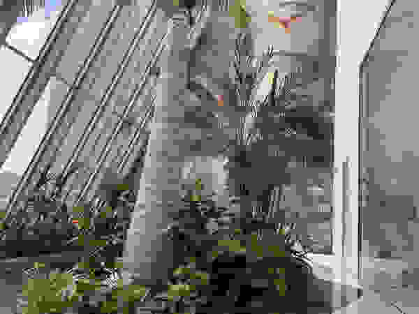 Giambenini srl Interior landscaping
