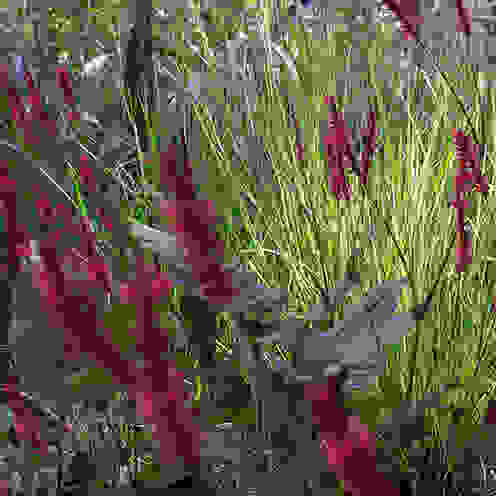 Jardin à foison, Fertiles Fertiles Eclectic style garden Plants & flowers