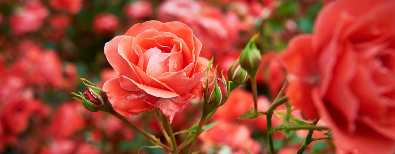 Sommergarten, Pflanzenfreude.de Pflanzenfreude.de حديقة