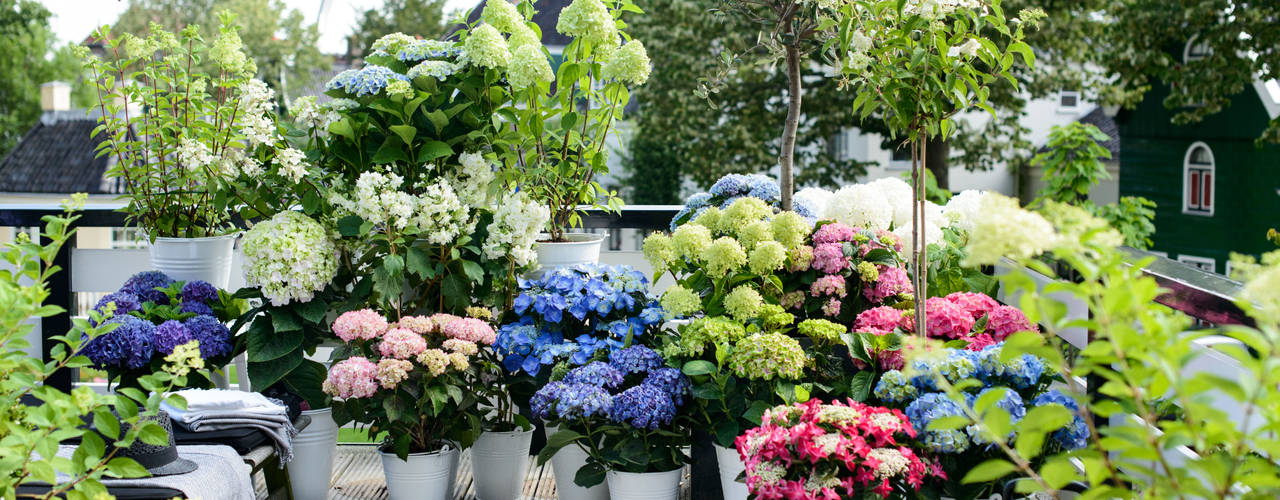 Sommergarten, Pflanzenfreude.de Pflanzenfreude.de Сад