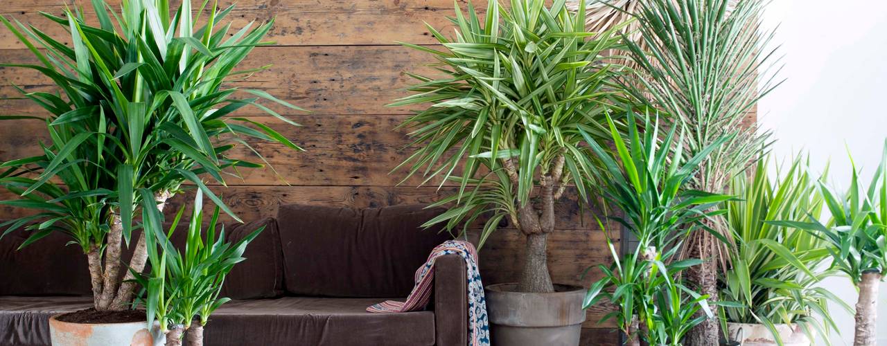 Die Yucca - Zimmerpflanze des Monats Januar, Pflanzenfreude.de Pflanzenfreude.de SalonAkcesoria i dekoracje