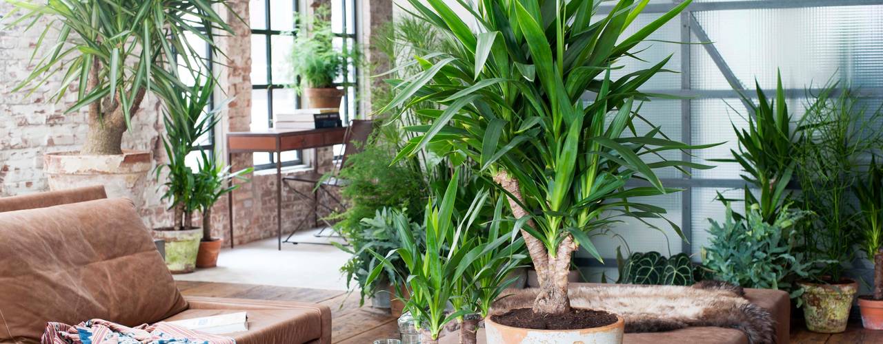 Die Yucca - Zimmerpflanze des Monats Januar, Pflanzenfreude.de Pflanzenfreude.de Industrial style living room