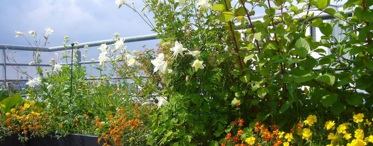 Dachterrassengestaltung München-Schwabing, Blumen & Gärten Blumen & Gärten Modern terrace