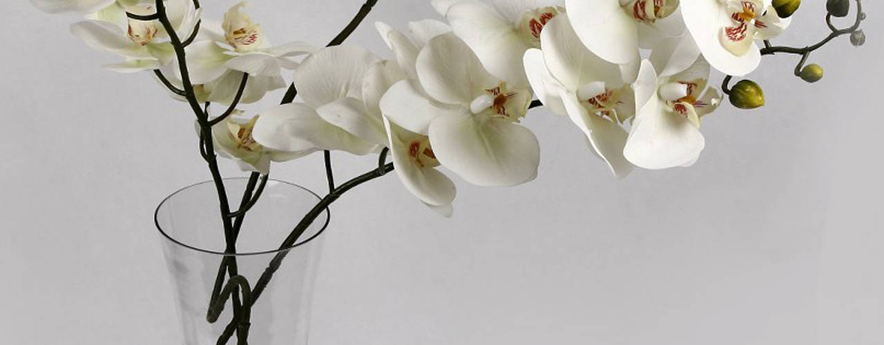 Flowers - Orchids and Lily, Uberlyfe Uberlyfe Minimalist living room