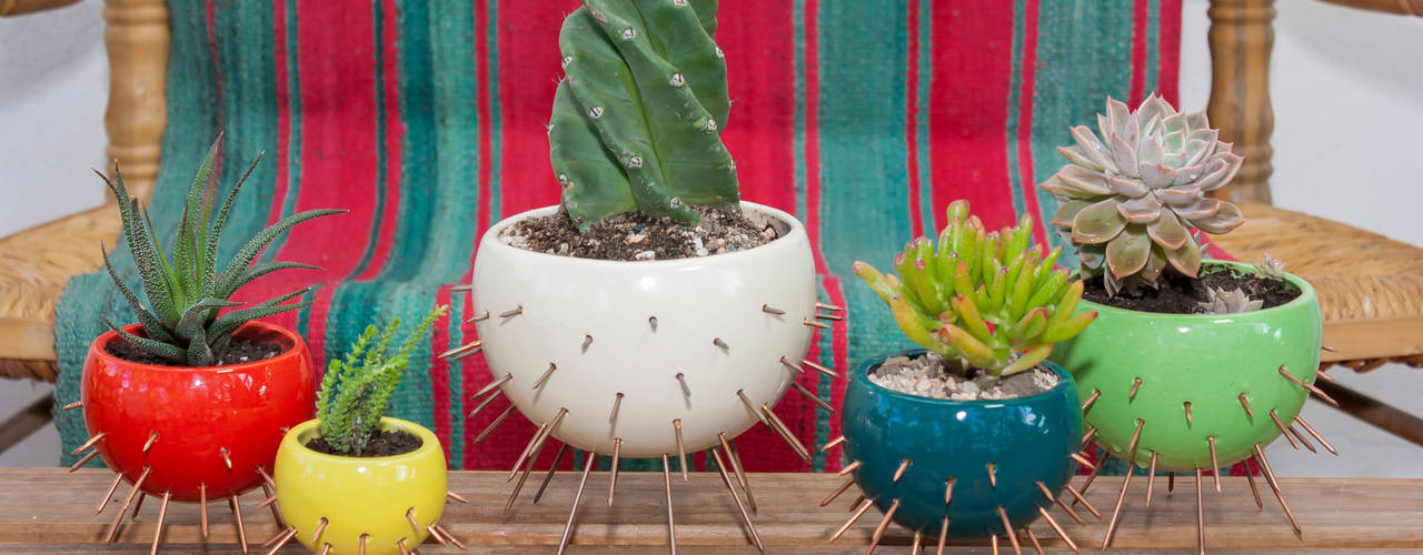 COLECCION CACTUS, CURADORAS CURADORAS Jardines de estilo moderno