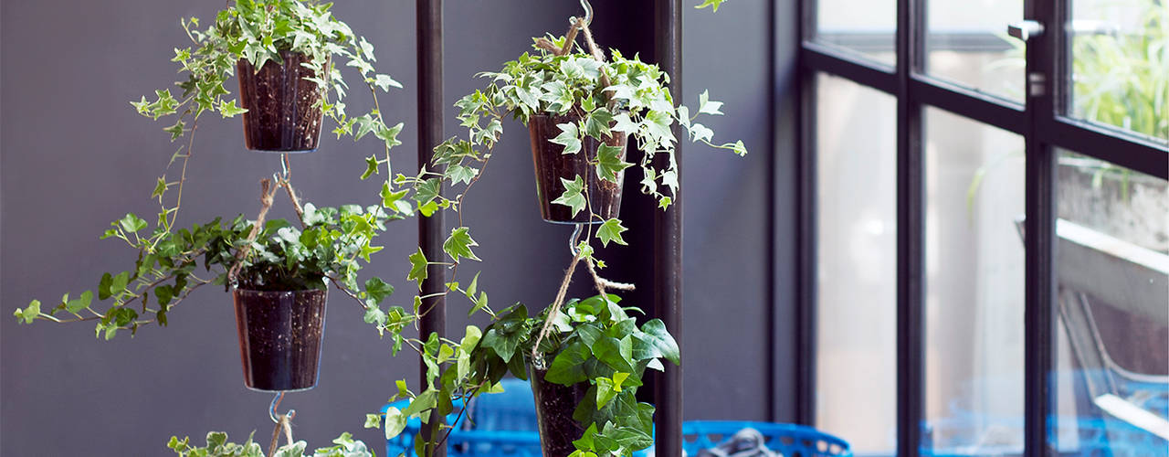 Der Efeu - Zimmerpflanze des Monats April, Pflanzenfreude.de Pflanzenfreude.de Jardin intérieur